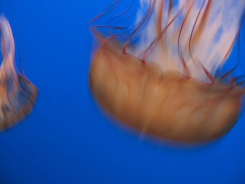 [Jellyfish, Monterey Bay Aquarium, Monterey, California]