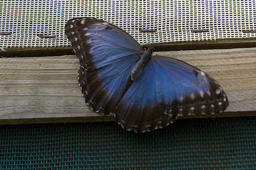 IMG_7791, Butterfly Farm, Chaa Creek Natural Reserve, San Ignacio, Belize 