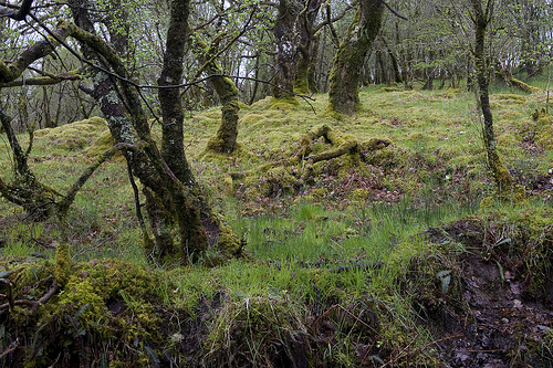 [Laird's Woods, Lochaber, Scotland, UK.]